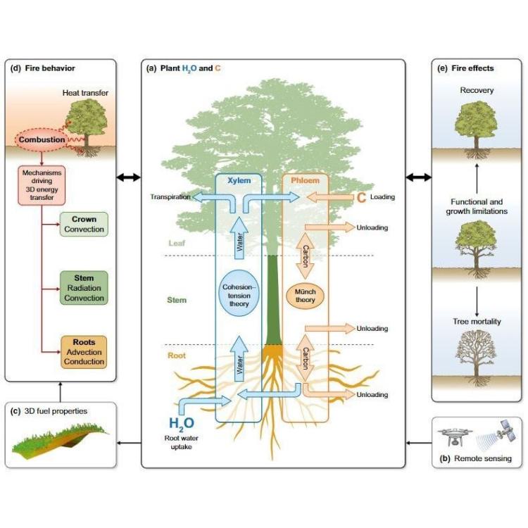 Integrating plant physiology into simulation offire behavior and effects (2023)